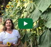 Video thumbnail for Growing Your Carefree Sunflower Garden