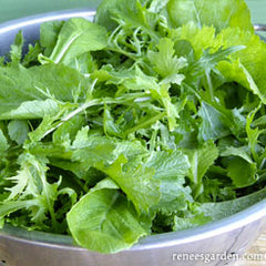 bowl of mixed mustard greens