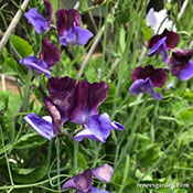 'North Shore' sweet peas growing in the garden