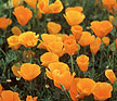 California poppies growing in the field - Renee's Garden