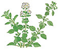 Illustration of oregano with small white flowers.