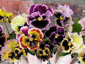 Victorian Posy Pansies