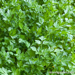 closeup for parsley growing in garden bed