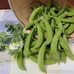 peas on a tablecloth, with blossom showing