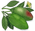 Illustration of green jalapeno peppers with small flower.