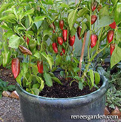 Pepper plant in a container