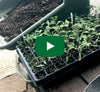 Video thumbnail for Starting Tomatoes From Seed