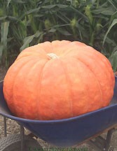 Pumpkin in a wheelbarrow - Renee's Garden