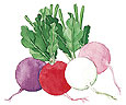 Watercolor painting of multi-colored radishes.
