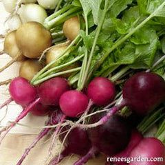 five colors of radishes