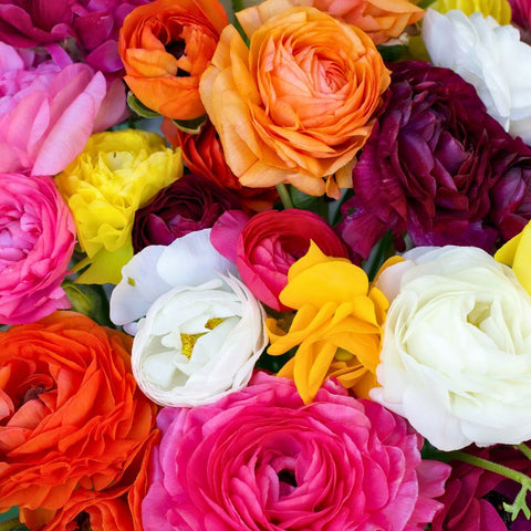 Ranunculus Special Mixes