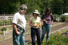 Renee and garden assistants discussing their new introductions in the trial garden.