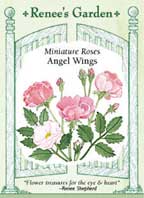 Angel Wings miniature roses packet front - Renee's Garden