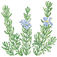 Rosemary illustration