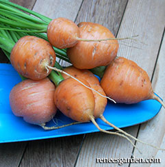 Container carrots on the table