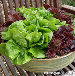 Container lettuces growing