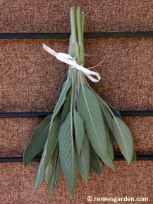 Sage bundled with a white string hanging upside down.