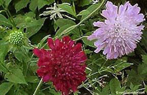 Grandmother's Pincushion Scabiosa