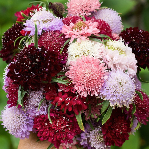 Scabiosa