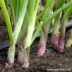 Scallions growing