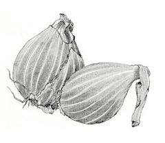 shallots illustration