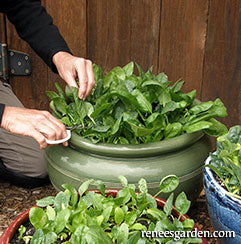 Cutting spinach grown in container