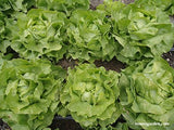 Images of 6 heads of lettuce growing in garden rows - Renee's Garden