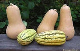 Three butternut squashes and two delicata squashes on a picnic table - Renee's Garden