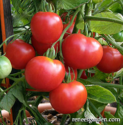 Heirloom container tomatoes growing
