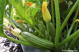 Image of two zucchinis growing off the base of the plant - Renee's Garden