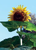 A large sunflower in bloom - Renee's Garden