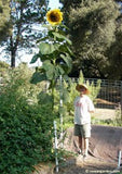 A person standing next to a tall sunflower to show scale: The sunflower is nearly twice as tall as the adult person! - Renee's Garden