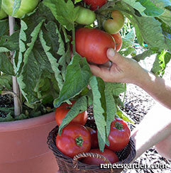 Harvesting container tomatoes
