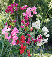 'Fire and Ice' sweet peas growing