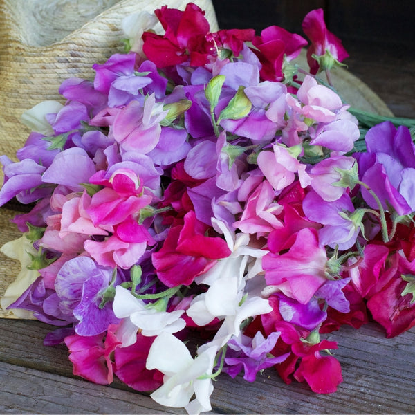 Sweet Peas - Renee's Garden