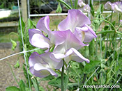 'April in Paris' sweet peas growing