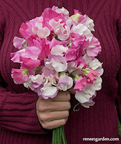 'Cheri Amour' Sweet Peas in a bouquet