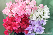 'Chiffon Elegance' Sweet Peas separated by color