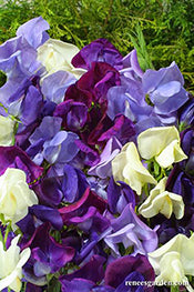 'Jewels of Albion' sweet peas close up