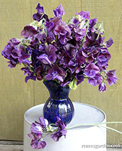 'North Shore' Sweet Peas in a vase