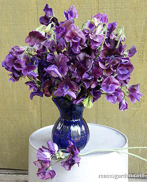 North Shore Sweet Peas