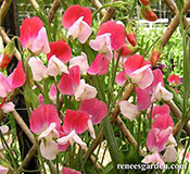 'Painted Lady' sweet peas growing