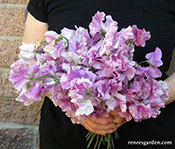 'Raspberry Twirl' Sweet Peas in a bouquet