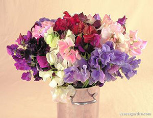 Spencer Ruffled Sweet Peas