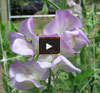 Video thumbnail for Growing Great Scented Sweet Peas II