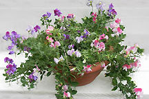 Color Palette sweet pea plant growing in a terra cotta pot - Renee's Garden