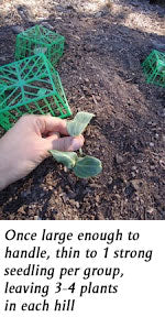 thinning rambling gourds