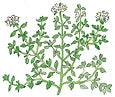 Drawing of an oregano plant with white flowers.