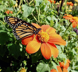 Renee's Garden Scabiosa Butterfly Grandma's Pincushion
