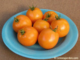 7 mid-size orange Mandarin Cross tomatoes on a blue plate - Renee's Garden